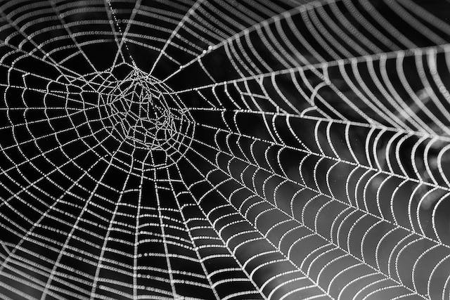 Spiders Web